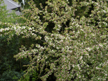 P4123879