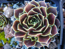 R0011101