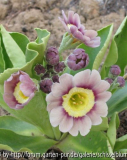 Gartenaurikel
