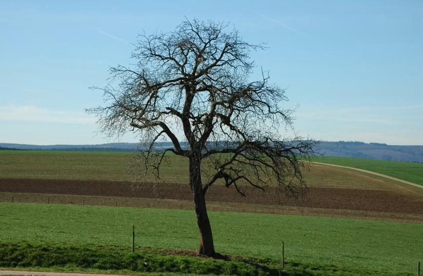Birnbaum
