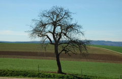 Birnbaum