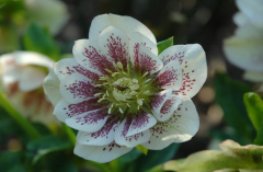Helleborus Wilgenbroek 1