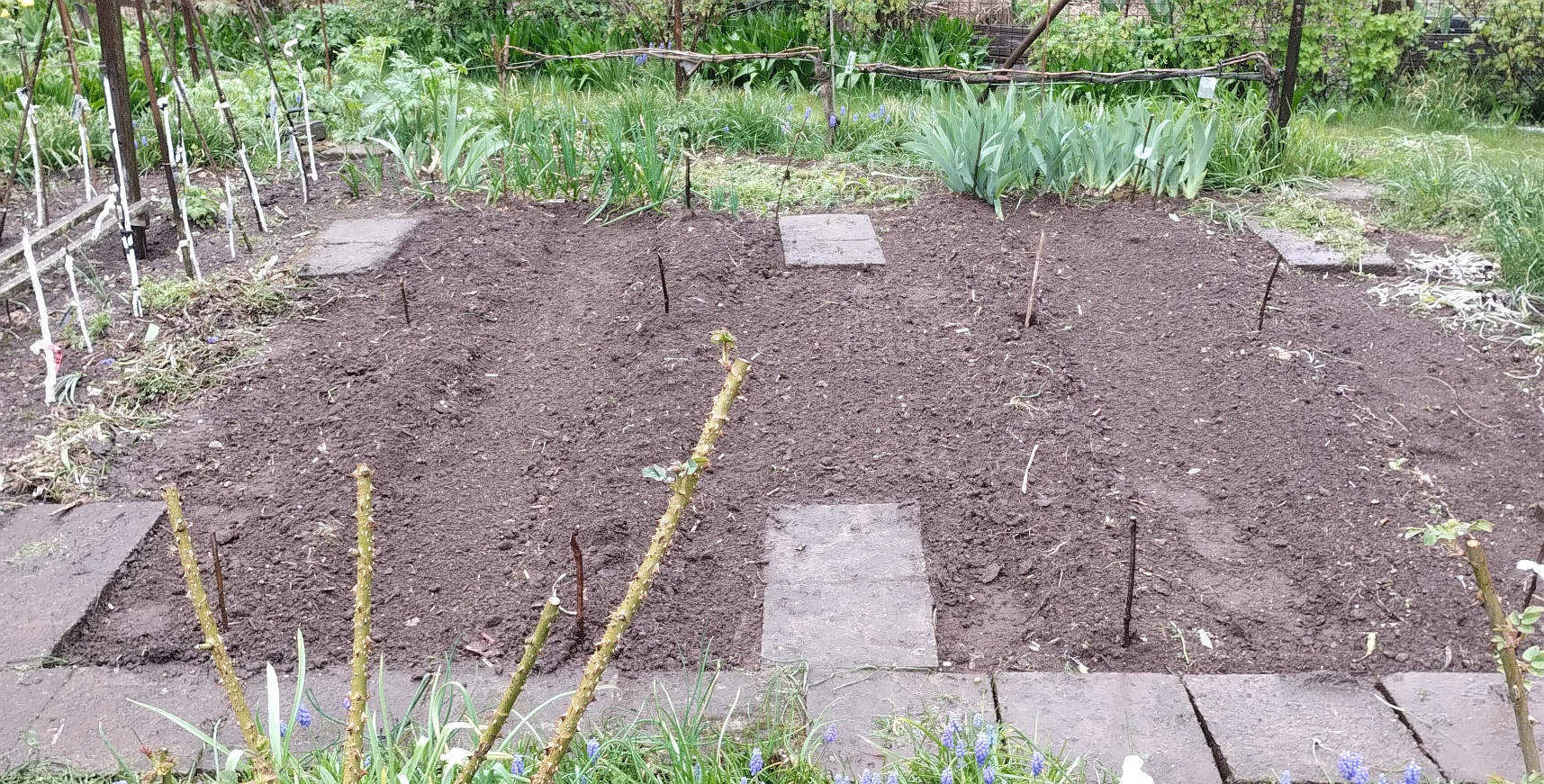 260419_Kartoffeln gelegt