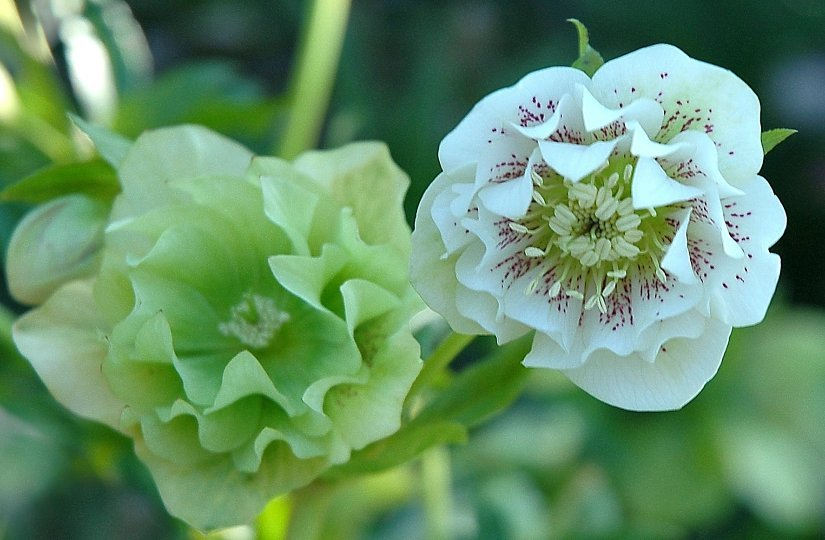 Helleborus Wilgenbroek 2
