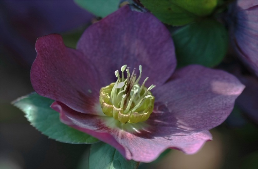 Helleborus Heerenhof 1