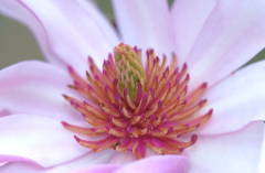 Magnolia 1