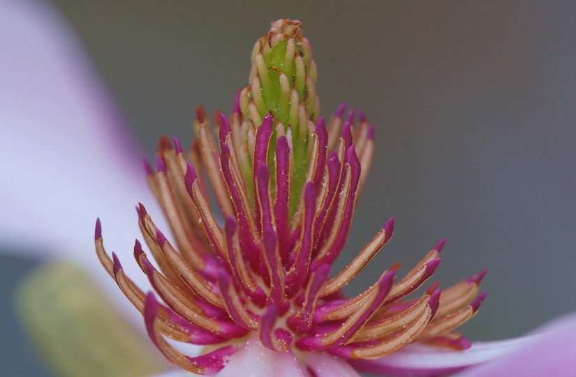 Magnolia 2