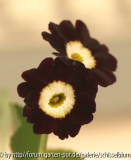 Gartenaurikel tiefrot