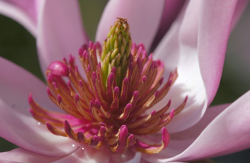 Magnolia 4