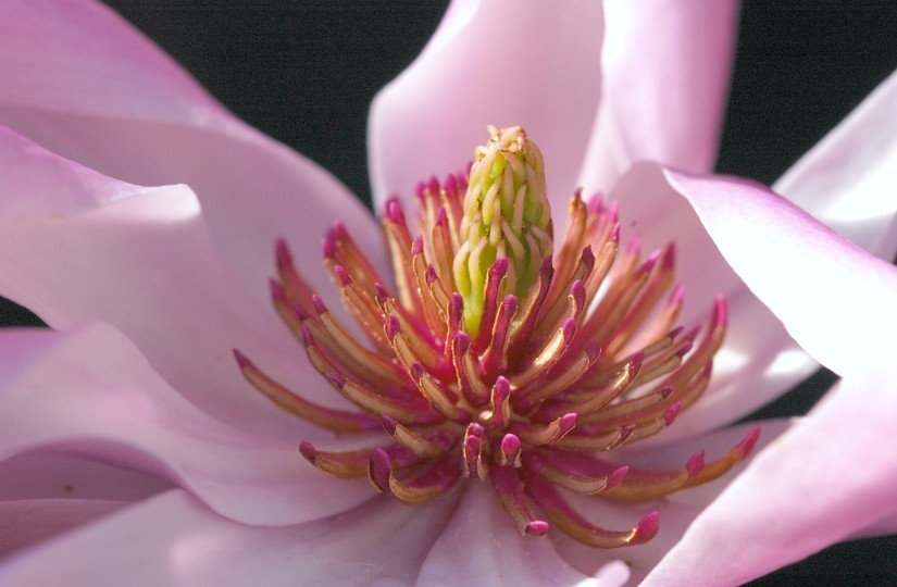Magnolia 5