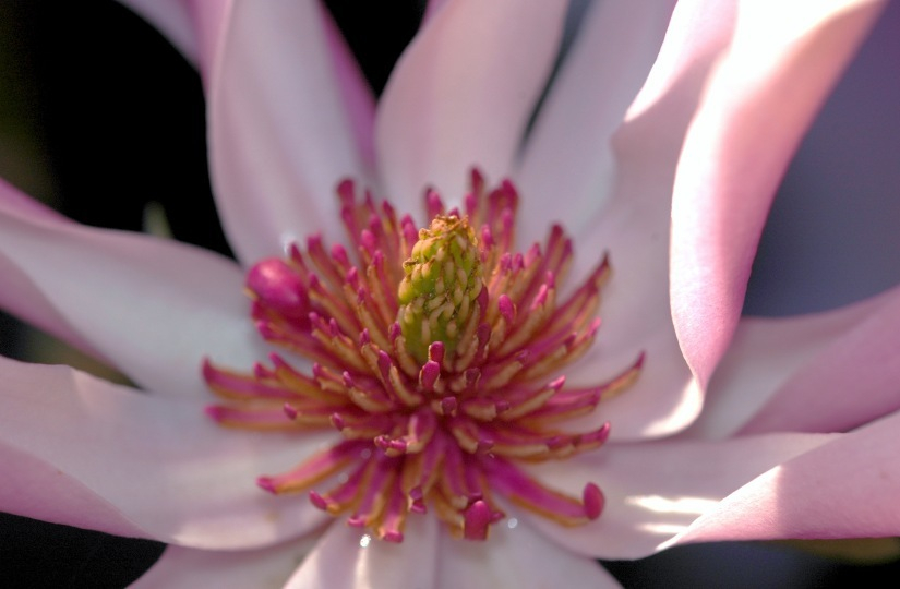 Magnolia 6