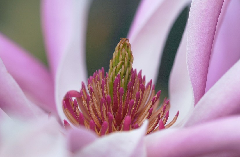 Magnolia 7