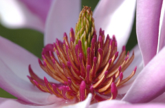 Magnolia 8