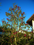 R0011355