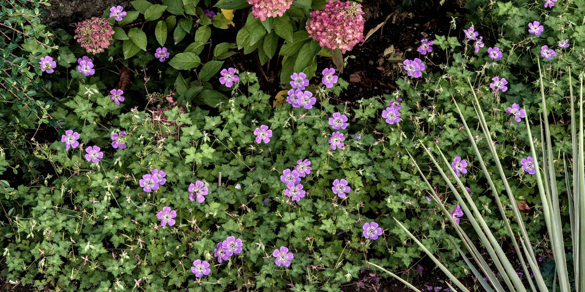 Geranium wallichianum Sweet Heidy