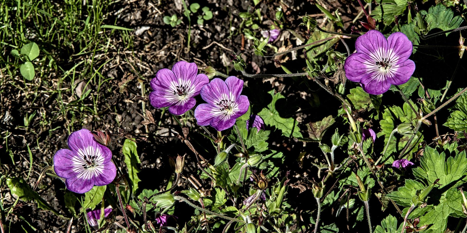 Geranium wallichianum Sylvias Surprise