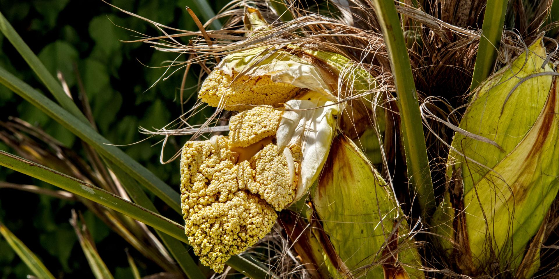 Trachycarpus Wagnerianus