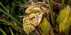 Trachycarpus Wagnerianus