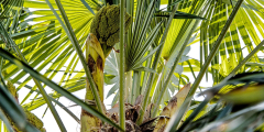 Trachycarpus Fortunei