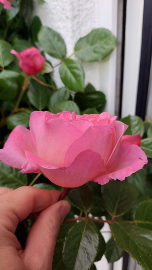 Haukes Rose Blüte 02
