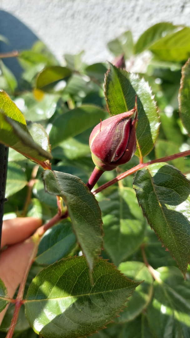 Haukes Rose Knospe 02