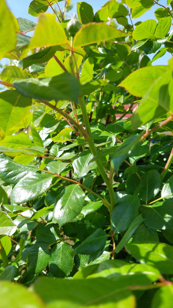 Haukes Rose Zweige