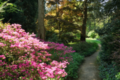 05_26_09_rhodopink