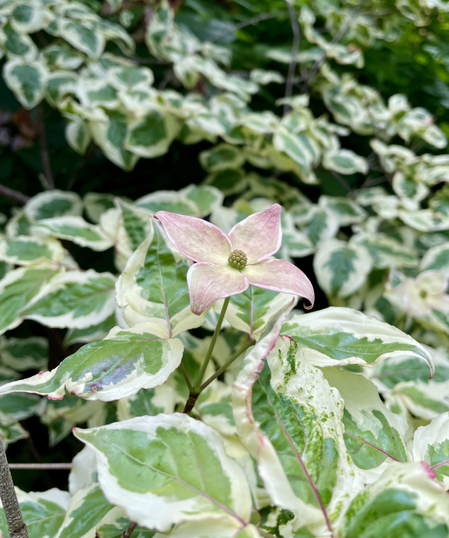 Cornus kousa Akatsuki