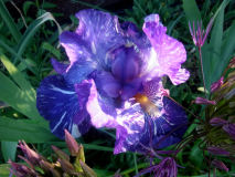 R0011455