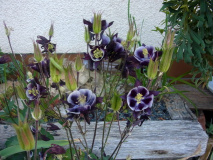 R0011457