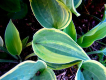 R0011572
