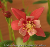 Akelei Origami Red-White