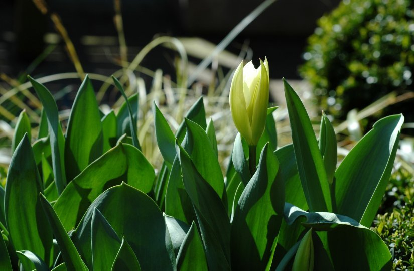 Gartenblicke April 2007 2