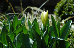 Gartenblicke April 2007 2