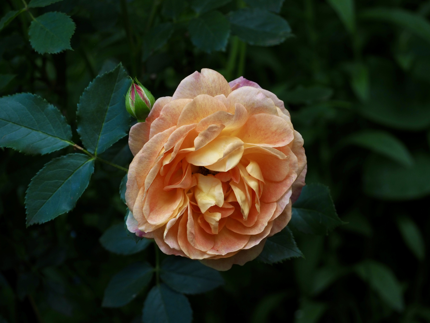 P5244075