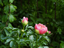 P5244111