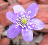 Hepatica