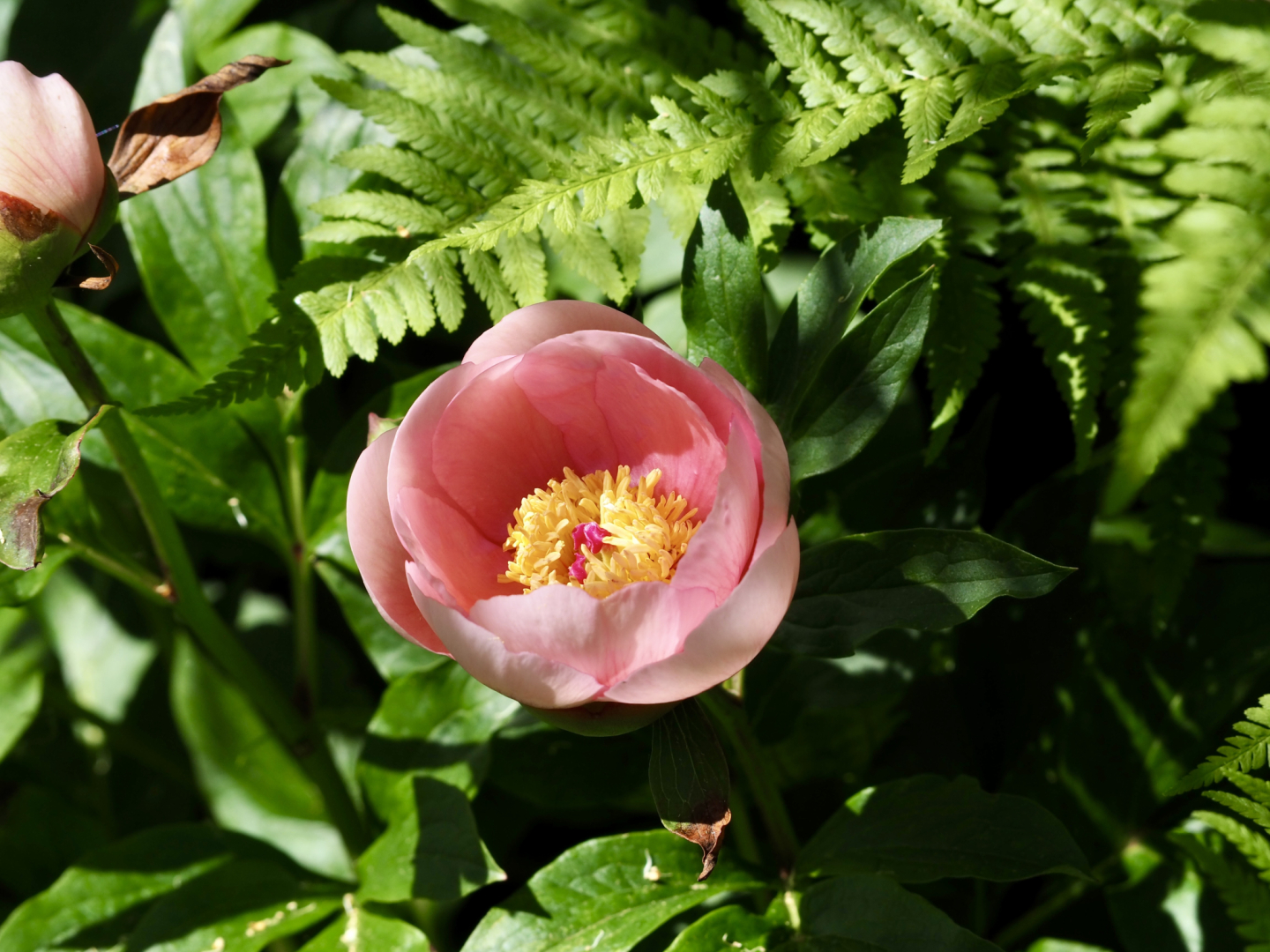P5254157