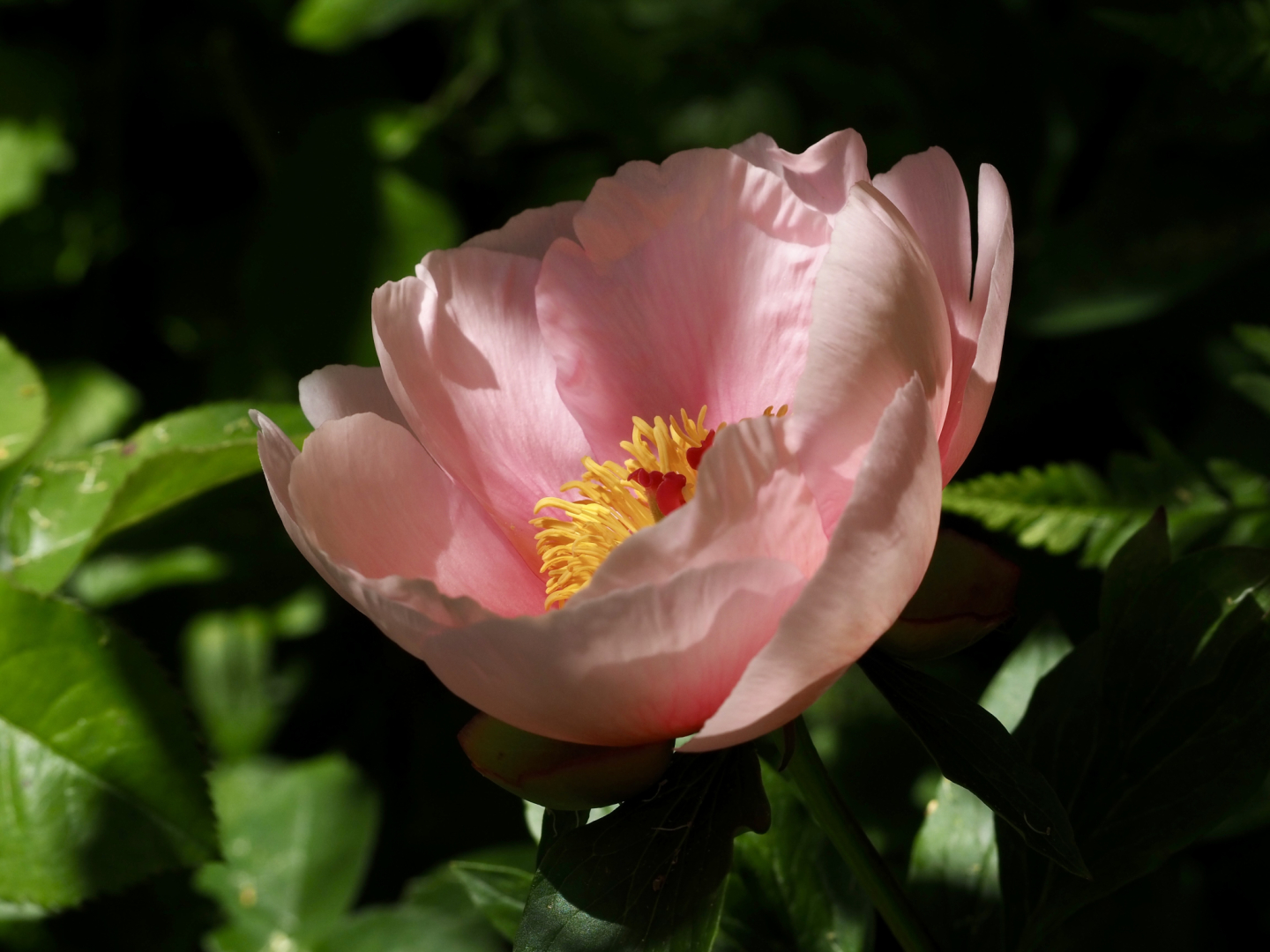 P5254156
