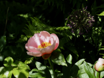 P5254155