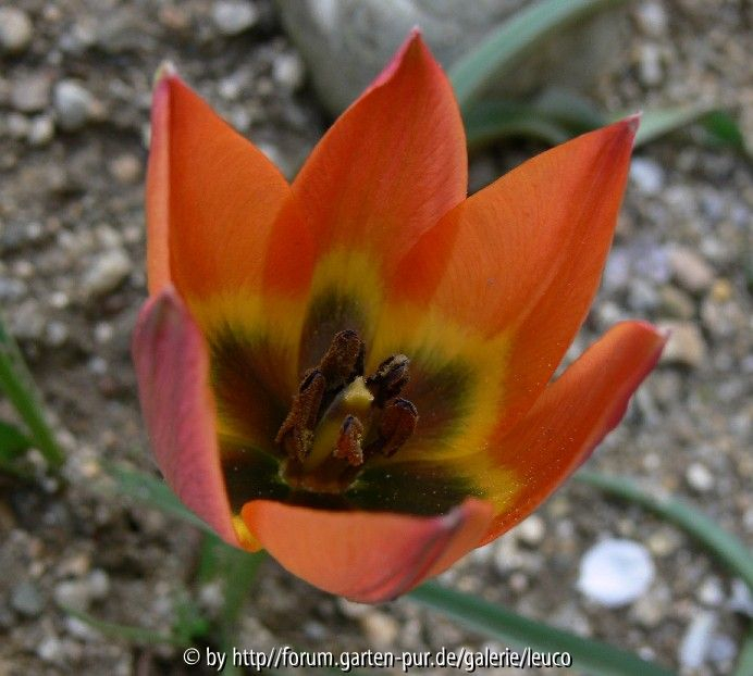 Tulpe