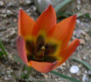 Tulpe