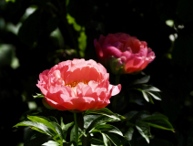P5254160
