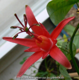 P. murucuja