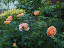 P5304214