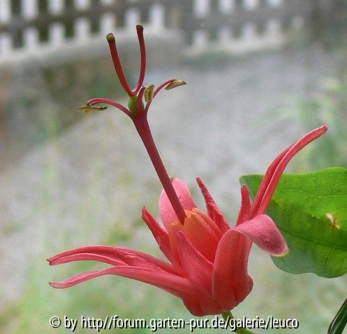 P. murucuja 2
