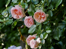 P5304201