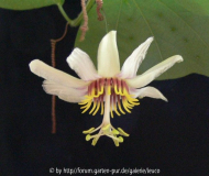 P. yucatanensis