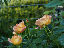 P5304177