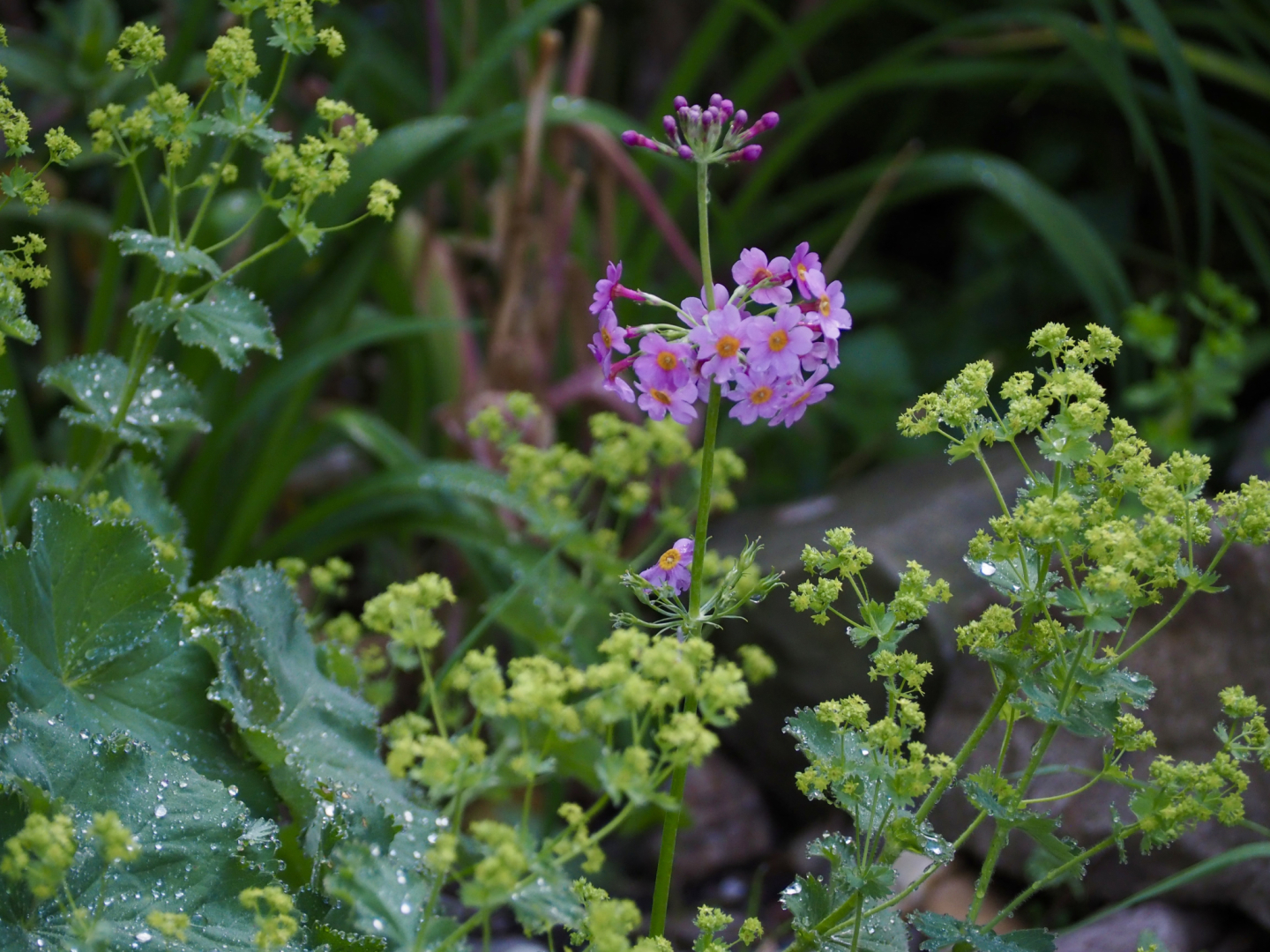 Bild
